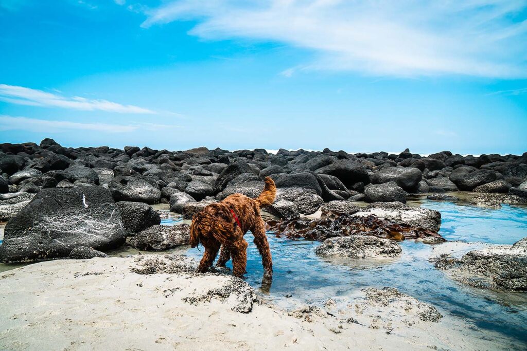 Dog on a beach