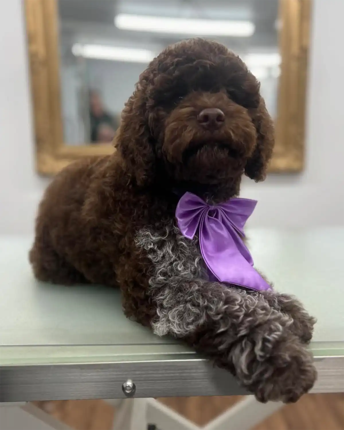 She Grooms Melbourne - Brunswick dog grooming - Lagotto