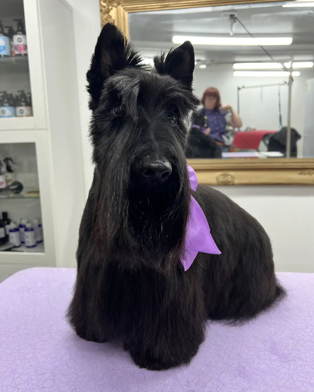 She Grooms - Melbourne dog groomer