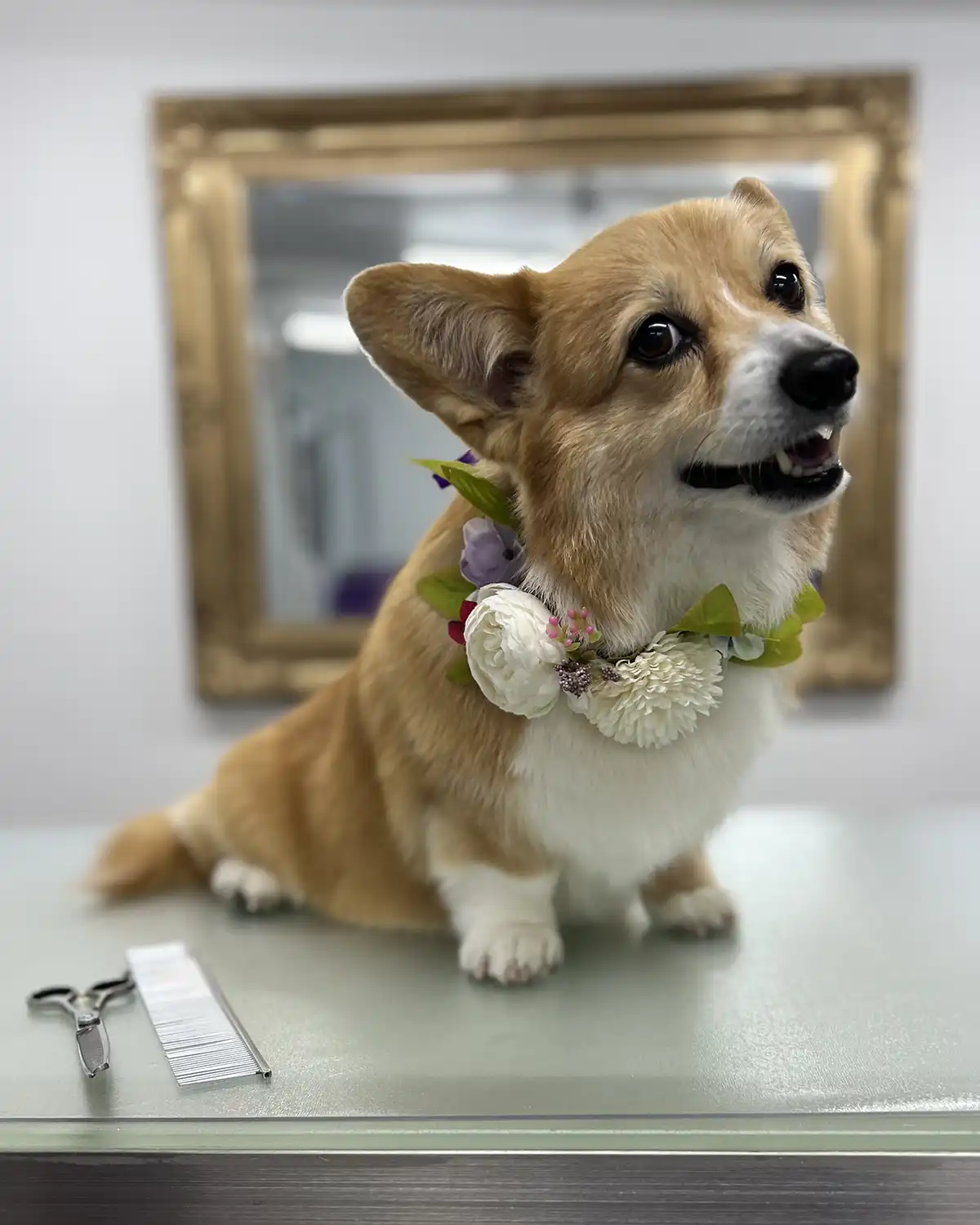 She Grooms - Corgi - Melbourne Dog Groomer