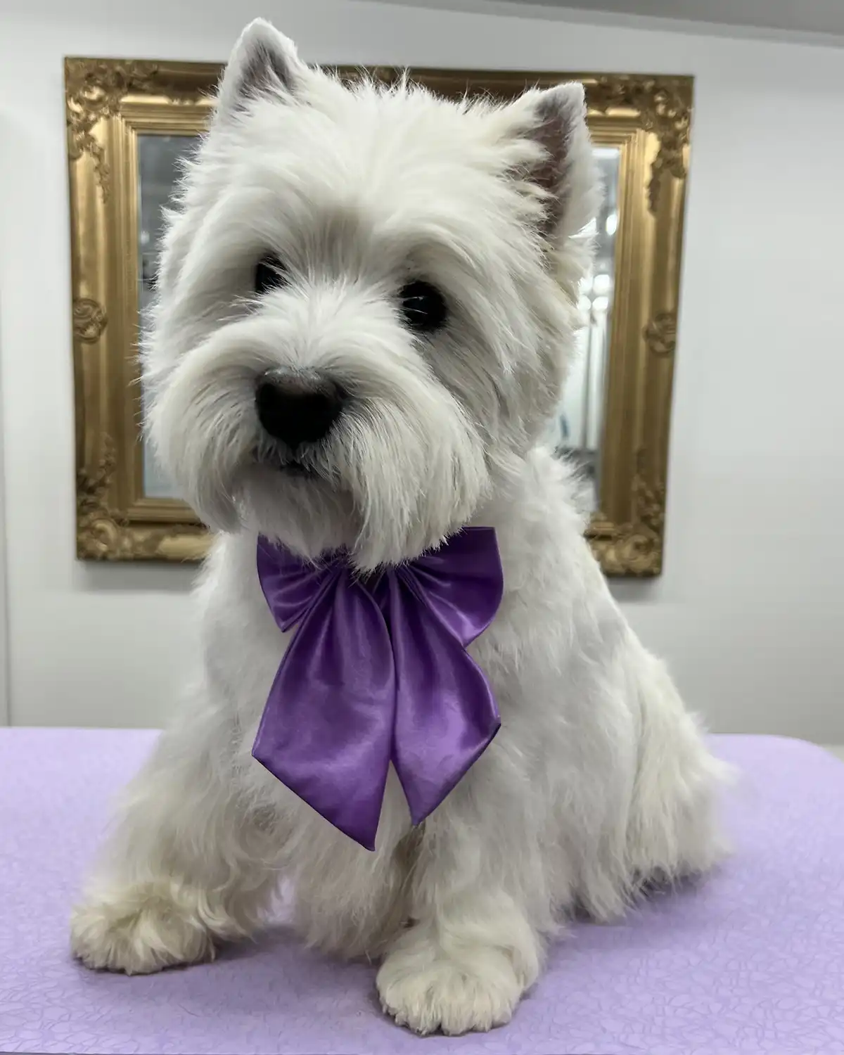 She Grooms Melbourne - Dog Groomer
