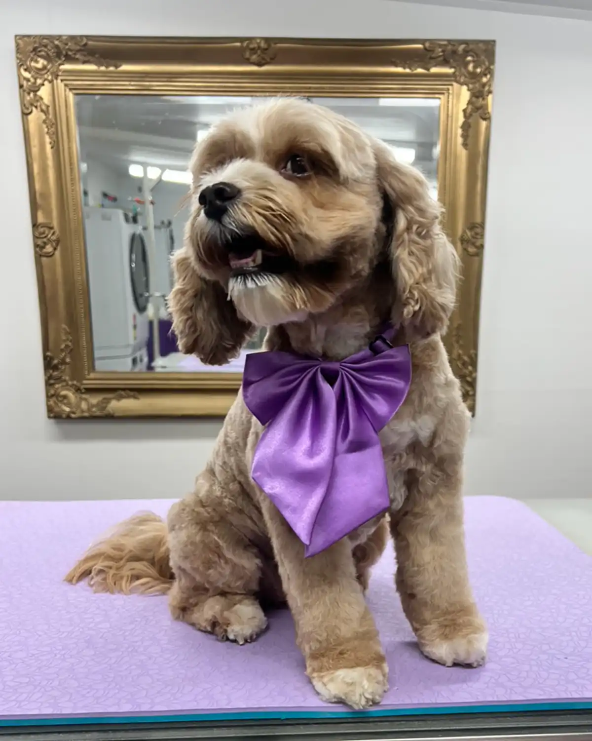 She Grooms Melbourne - Cavoodle - Dog Grooming
